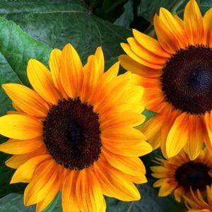 Meet your Posher, Wendy